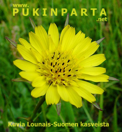 www.pukinparta.net