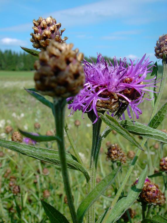 Ahdekaunokki - Centaurea jacea