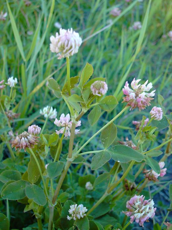 Alsikeapila - Trifolium hybridum