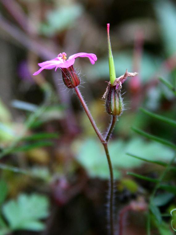 Haisukurjenpolvi - Geranium robertianum