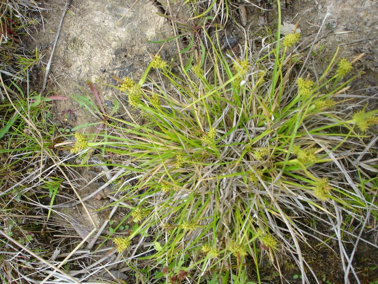 Hernesara - Carex viridula