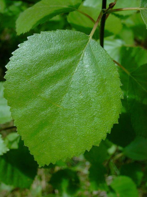 Hieskoivu - Betula pubescens