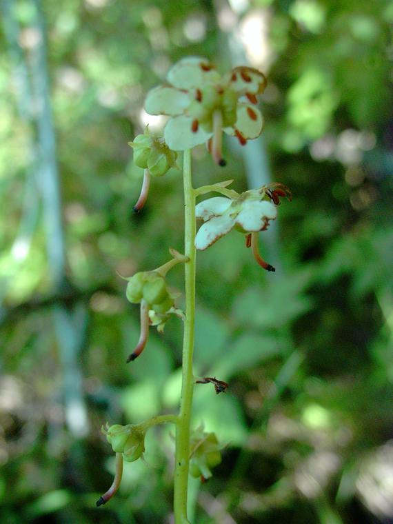 Isotalvikki - Pyrola rotundifolia