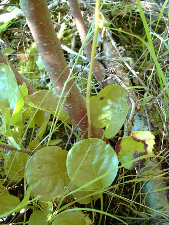 Isotalvikki - Pyrola rotundifolia