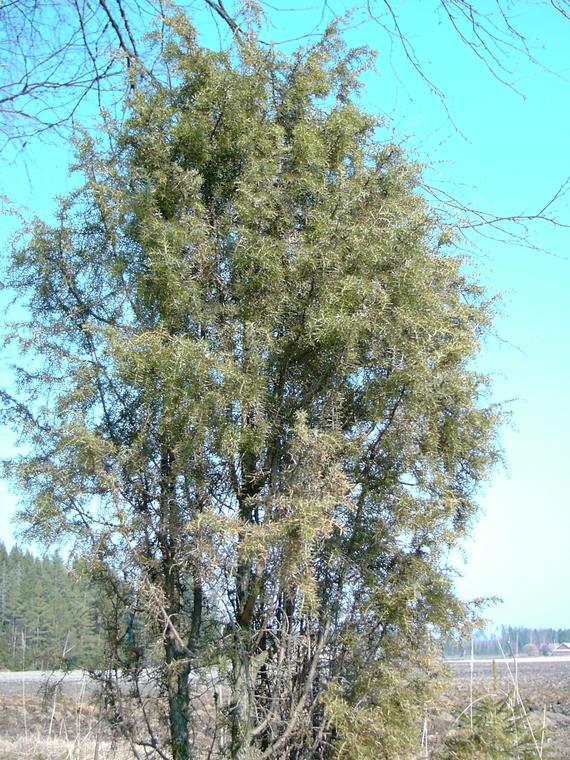 Kataja - Juniperus communis