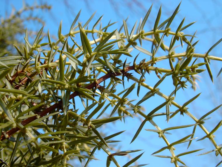 Kataja - Juniperus communis