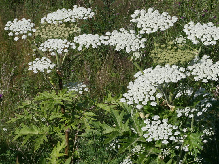 Kaukasianjättiputki - Heracleum mantegazzianum
