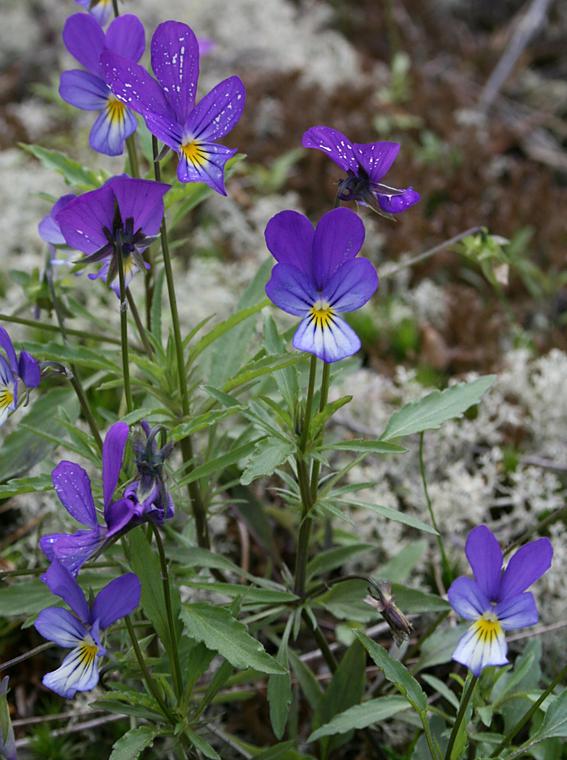 Keto-orvokki - Viola tricolor