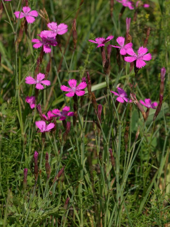 Ketoneilikka - Dianthus deltoides