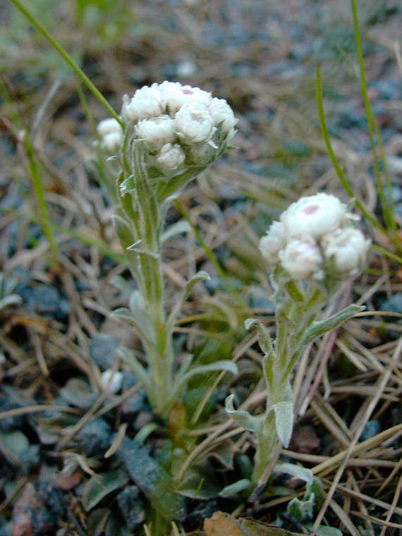 Kissank�p�l� - Antennaria dioica