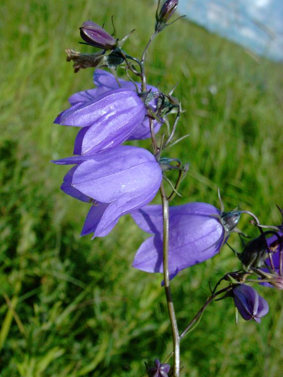 Kissankello - Campanula rotundifolia