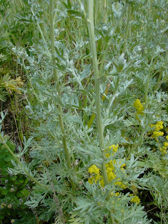 Koiruoho / Mali - Artemisia absinthium