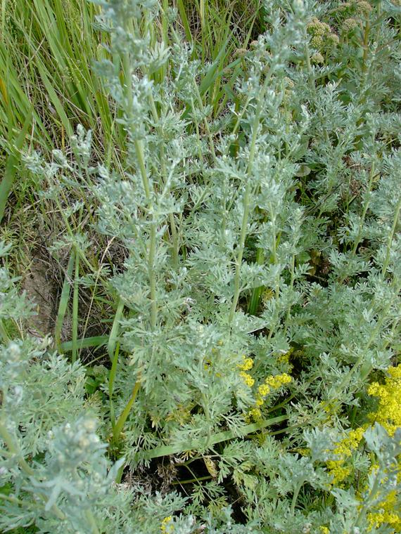 Koiruoho / Mali - Artemisia absinthium