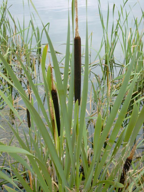 Leveäosmankäämi - Typha latifolia