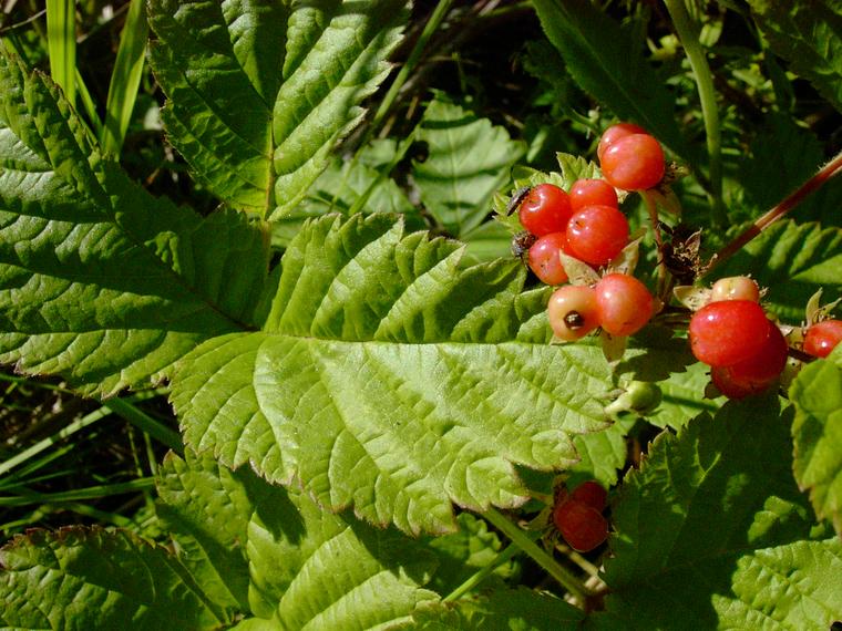 Lillukka - Rubus saxatilis