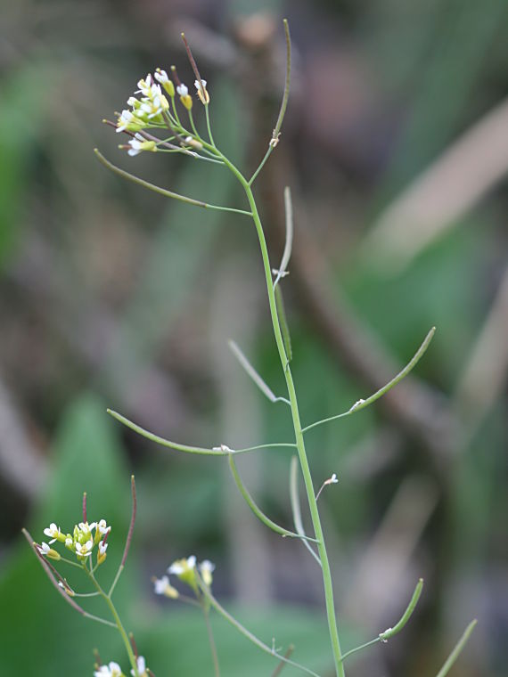 Lituruoho - Arabidopsis thaliana