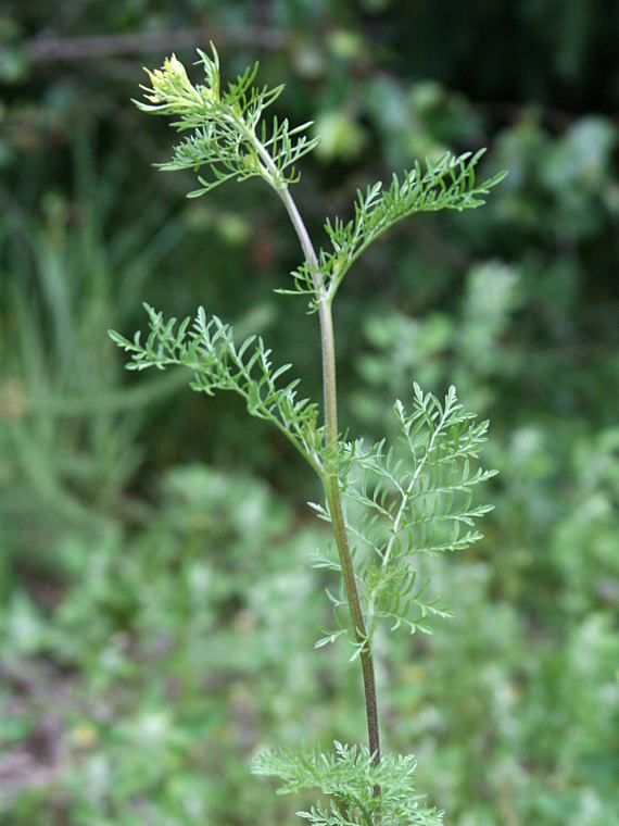 Litutilli - Descurainia sophia