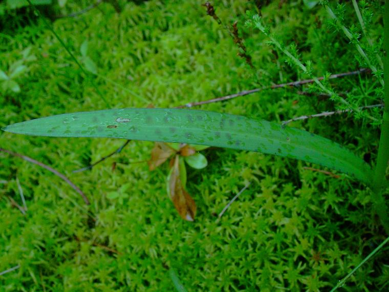 Maariank�mmekk� - Dactylorhiza maculata