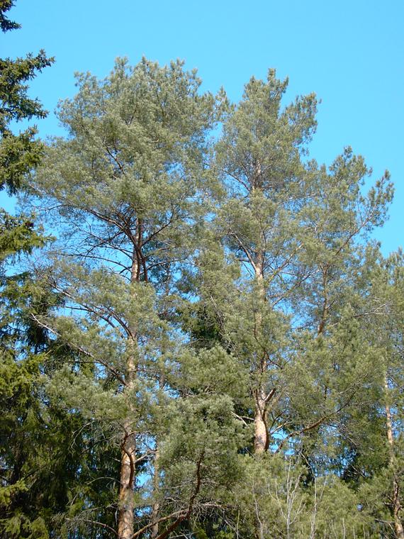 Mnty - Pinus sylvestris