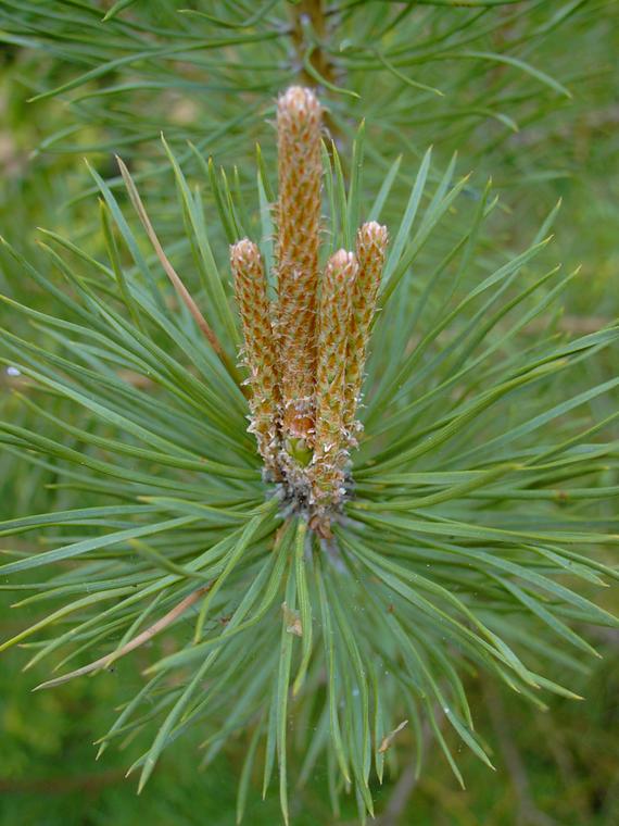 Mnty - Pinus sylvestris