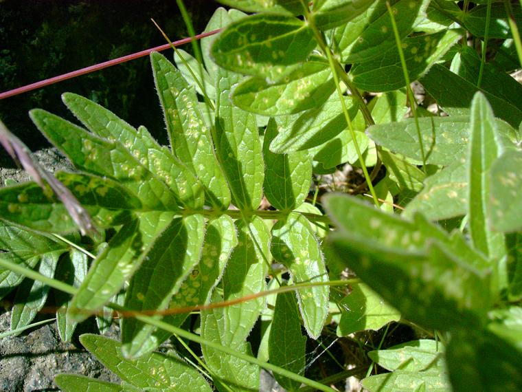 Merivirmajuuri - Valeriana sambucifolia ssp. salina