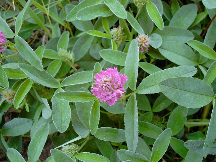 Metsäapila - Trifolium medium