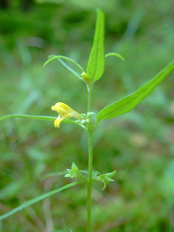 Metsämaitikka - Melampyrum sylvaticum