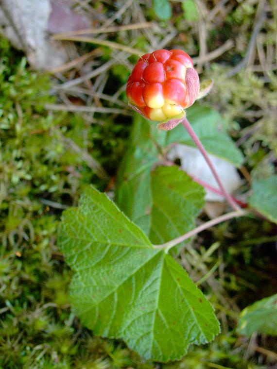 Muurain - Rubus chamaemorus