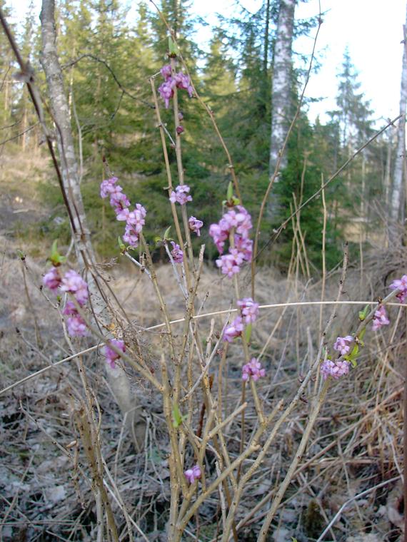 N�si� - Daphne mezereum