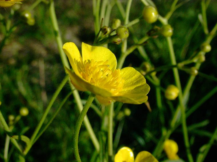 Niittyleinikki - Ranunculus acris