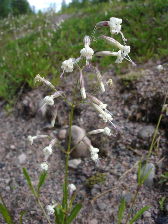 Nuokkukohokki - Silene nutans