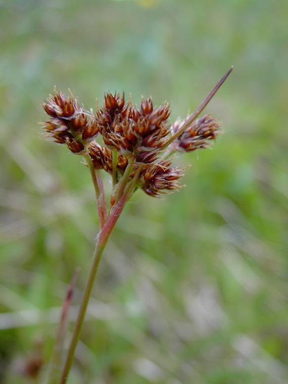 Nurmipiippo - Luzula multiflora