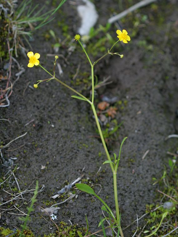 Ojaleinikki - Ranunculus flammula