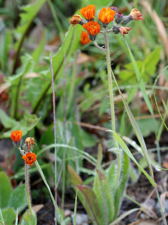 Oranssikeltano - Pilosella aurantiaca
