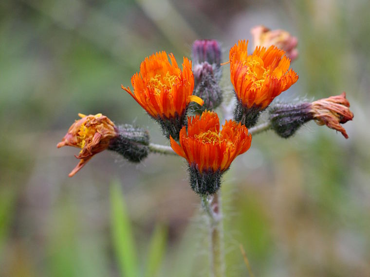 Oranssikeltano - Pilosella aurantiaca