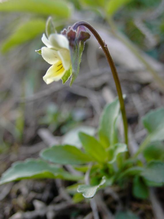 Pelto-orvokki - Viola arvensis
