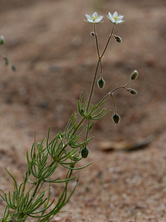Peltohatikka - Spergula arvensis