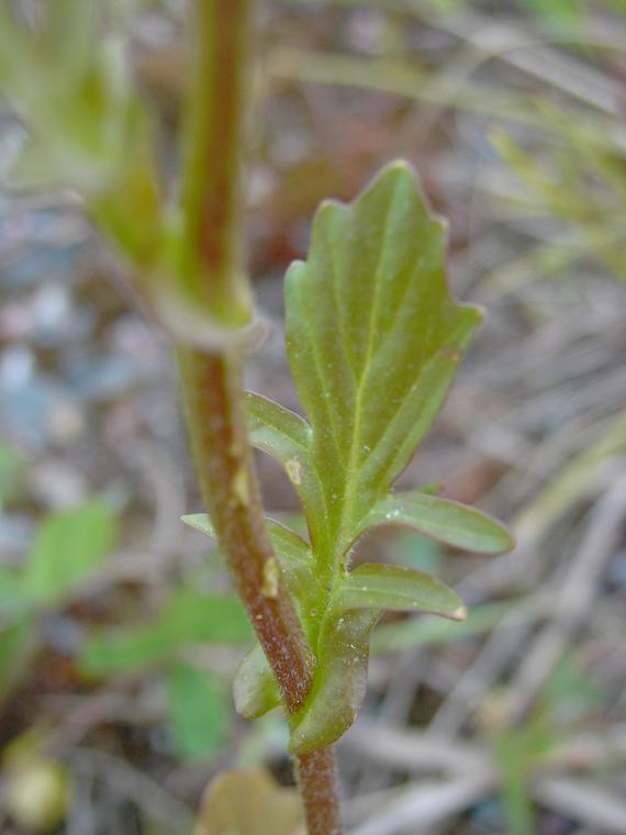 Peltokanankaali - Barbarea vulgaris