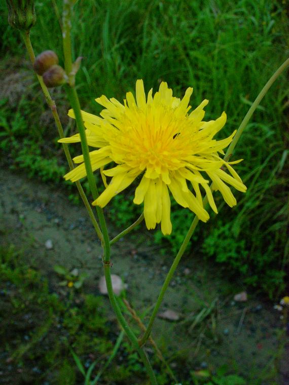 peltovalvatti - Sonchus arvensis