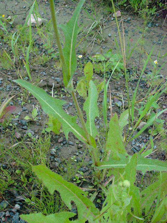 peltovalvatti - Sonchus arvensis