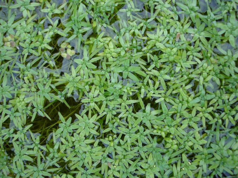 Pikkuvesitähti - Callitriche palustris