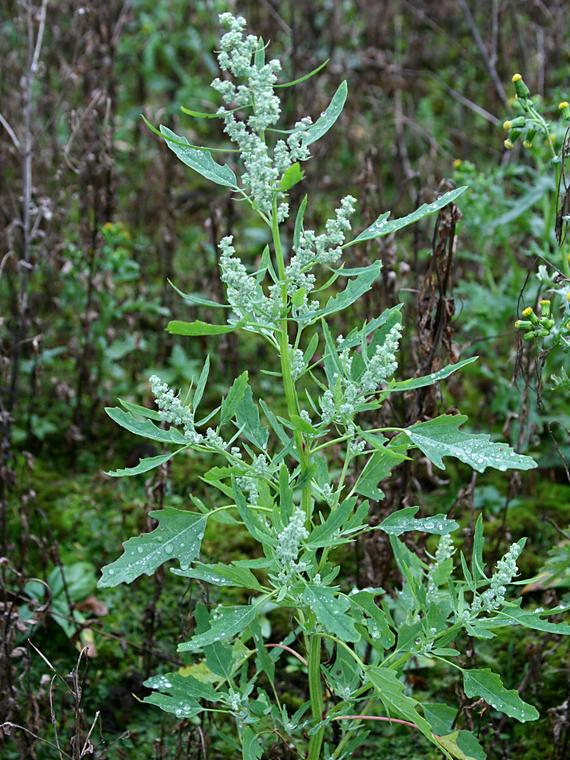 Pohjanjauhosavikka - Chenopodium suecicum