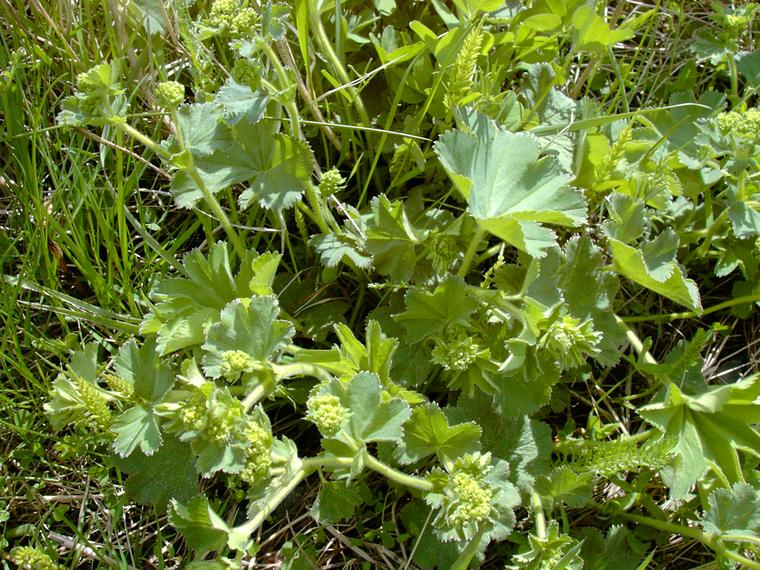 Poimulehdet - Alchemilla sp.