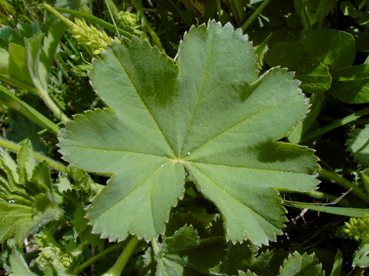 Poimulehdet - Alchemilla sp.