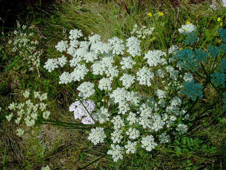 Pukinjuuri - Pimpinella saxifraga