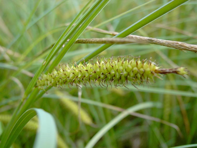 Pullosara-Carex rostrata
