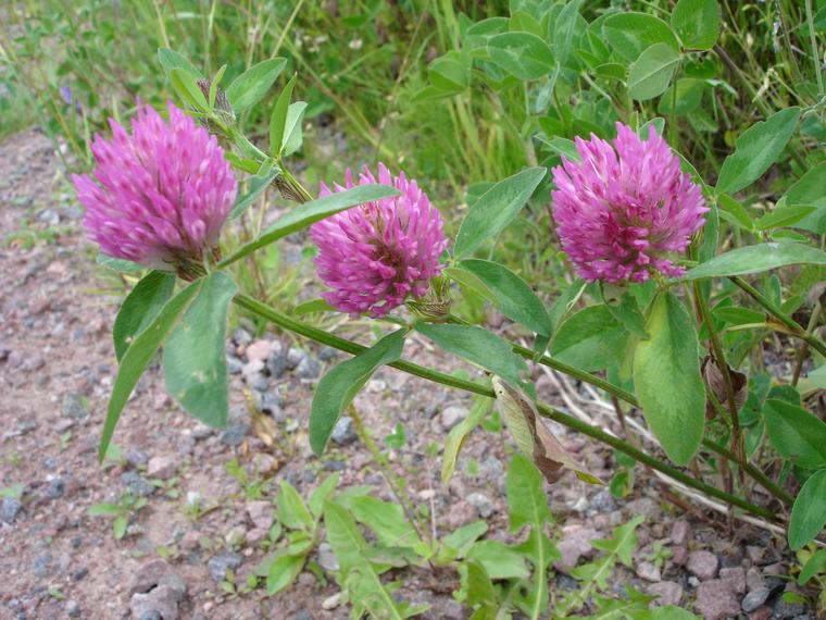 Puna-apila - Trifolium pratense