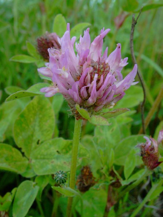 Puna-apila - Trifolium pratense