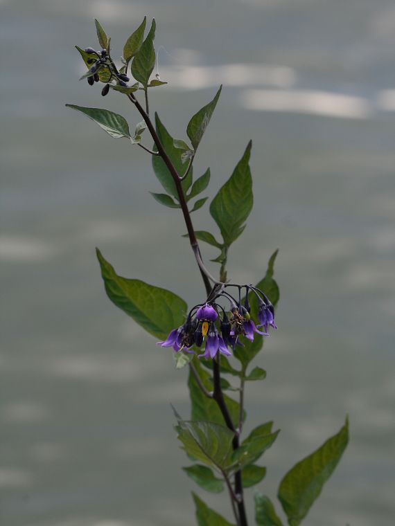 Punakoiso - Solanum dulcamara