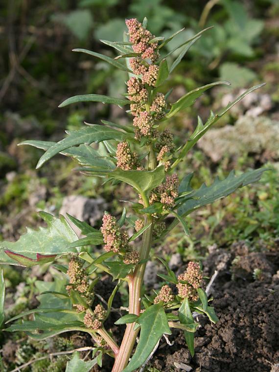 Punasavikka - Chenopodium rubrum